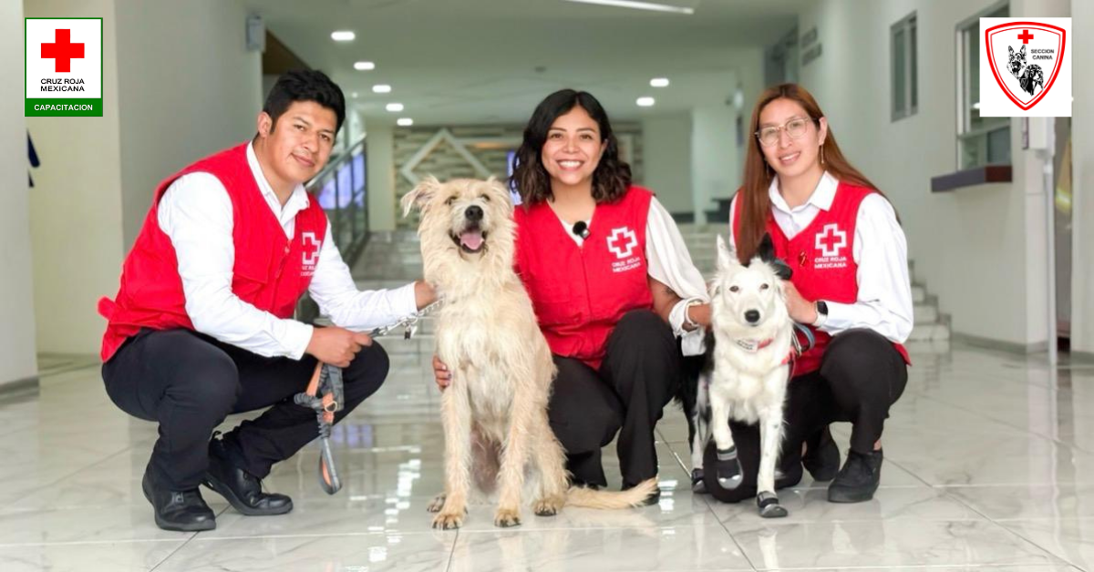 Primeros Auxilios de Mascotas