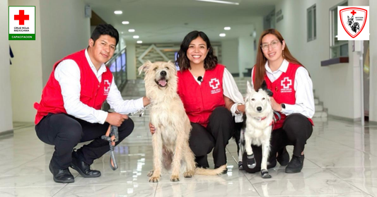 Primeros Auxilios de Mascotas